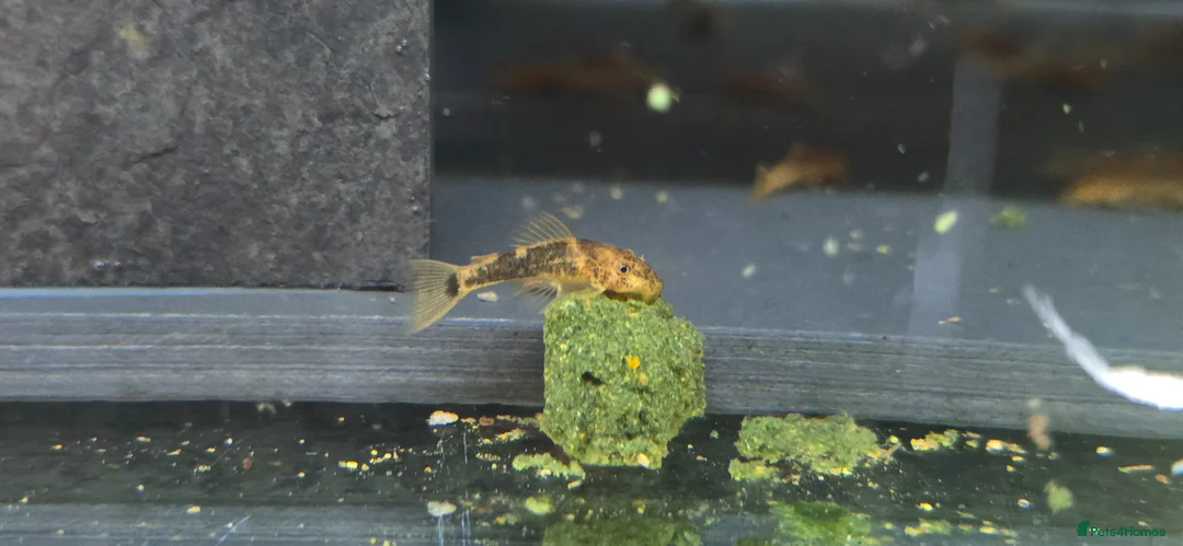 Plecos fish for sale: Calico Bristlenose Plecos in Leicester - Advert 1