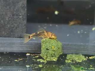 Plecos fish Calico Bristlenose Plecos - Advert 13