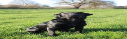 Labrador Retriever dogs for stud: Black Labrador Stud - Fox red x Black bloodline - Advert 5