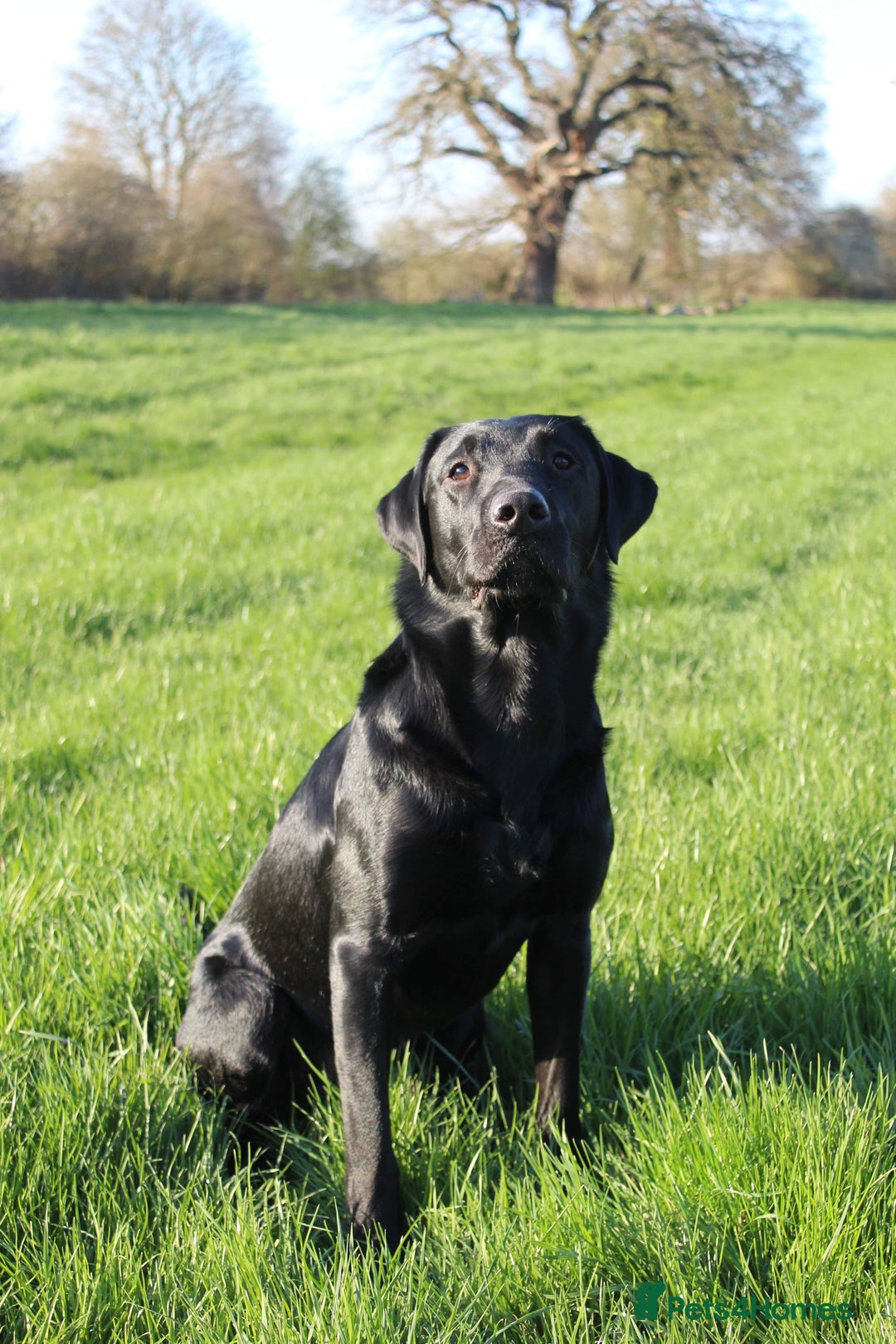 Labrador Retriever dogs for stud: Labrador Stud - Image 5