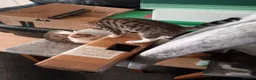 Mixed Breed cats for sale: Kittens ready for their forever homes tabby bengal - Advert 3