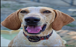 Segugio Italiano dogs for adoption: Twix - child friendly! - Image 1