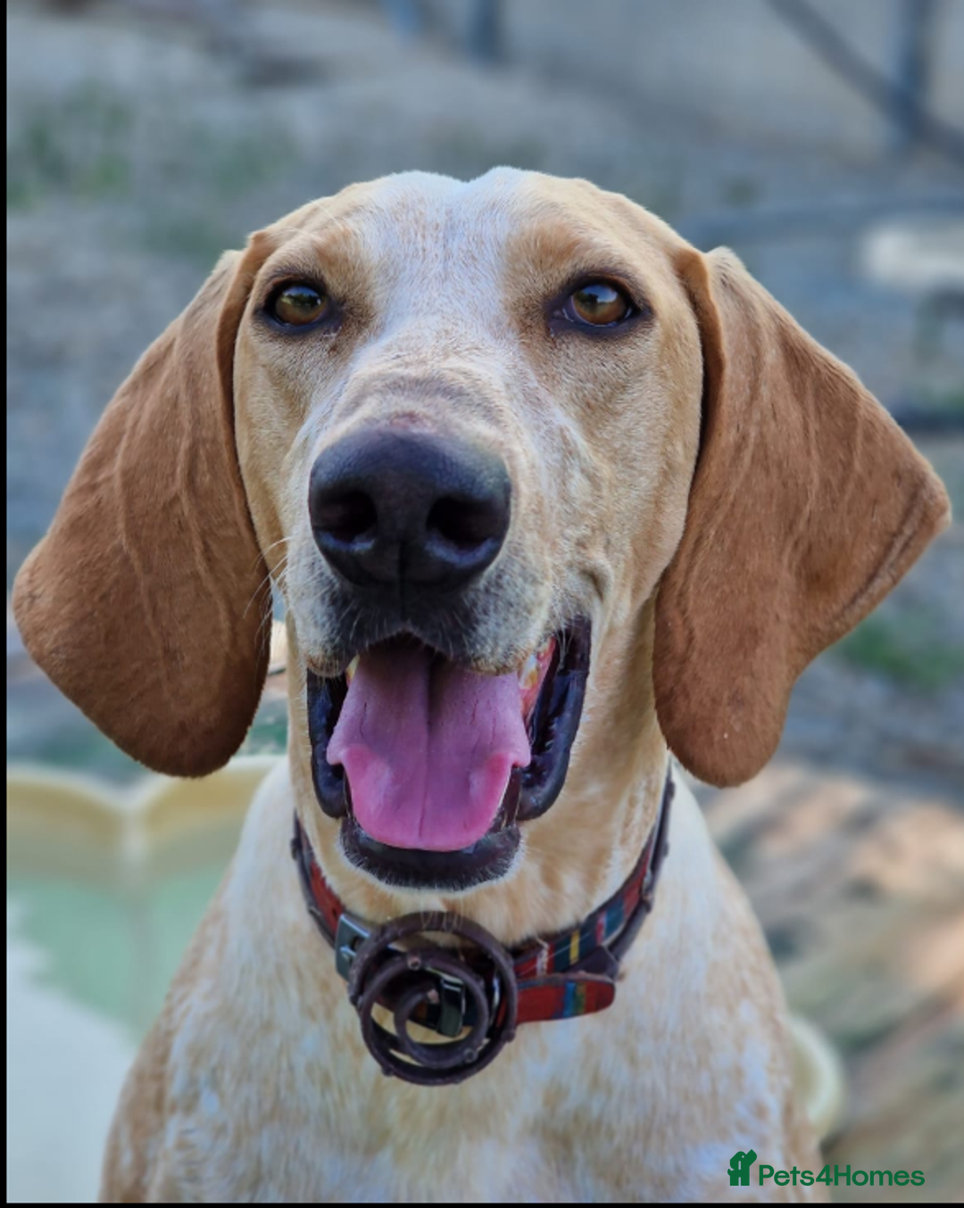 Segugio Italiano dogs for adoption: Twix - child friendly! - Image 1