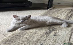 British Shorthair cats for sale: One Girl available - GCCF Beautiful Chunky BSH  in Salisbury - Image 3