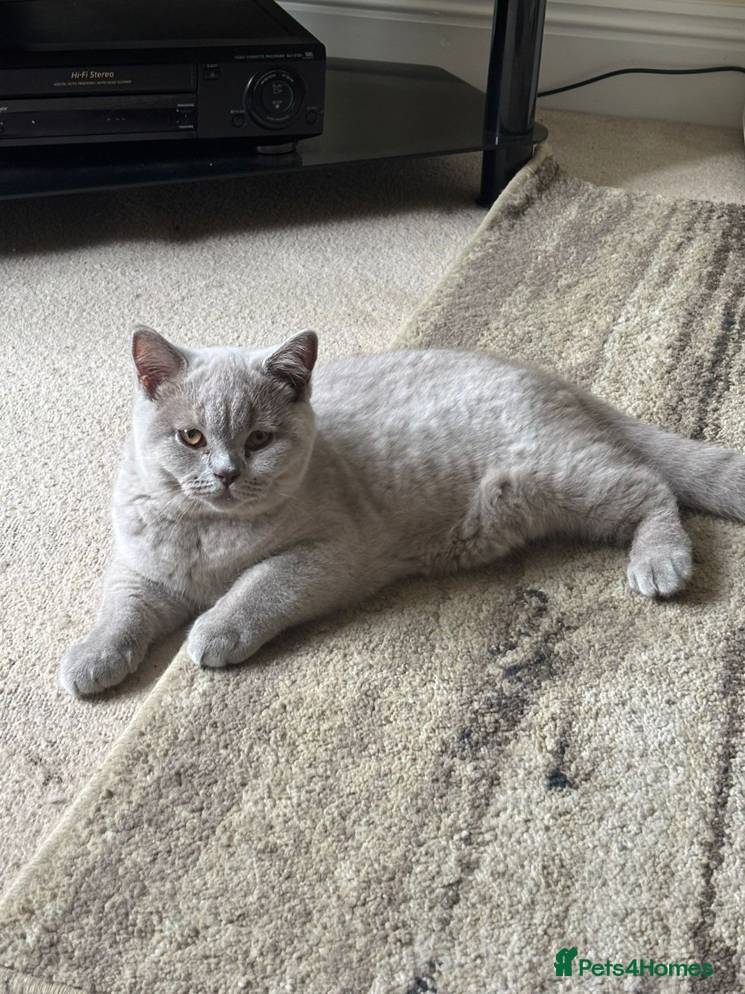 British Shorthair cats for sale: One Girl available - GCCF Beautiful Chunky BSH  in Salisbury - Image 3
