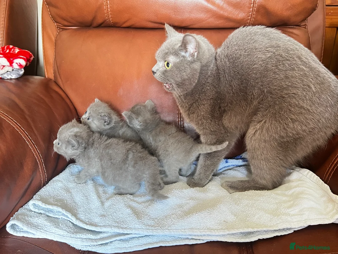 Persian cats for sale: Persian x Exotic/Ragdoll mix - Advert 1