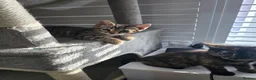 Bengal cats for sale: Stunning Bengal Cross Kittens - Advert 34