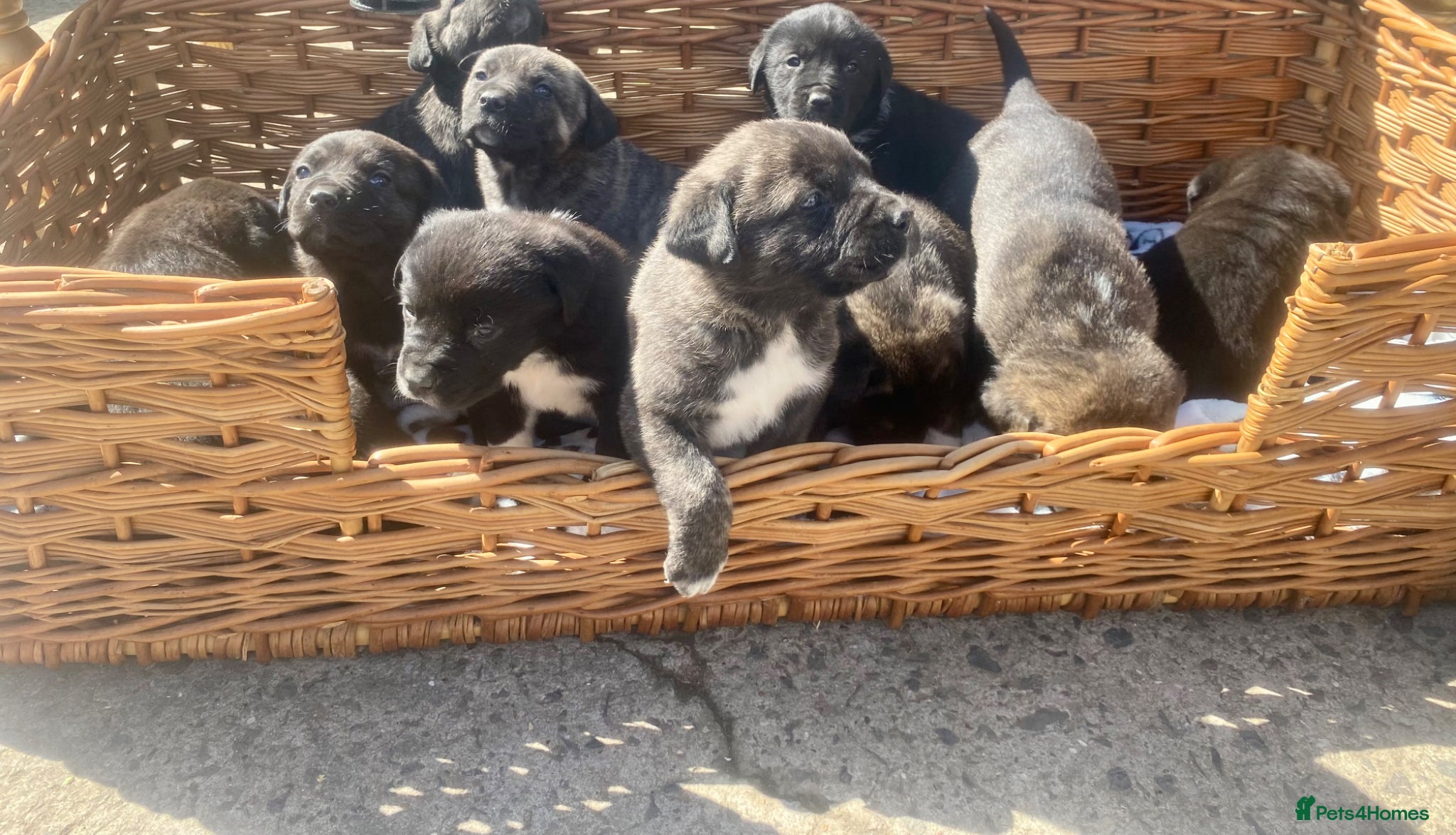 Mixed Breed dogs Stunning big Health strong puppies  - Advert 3