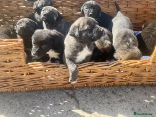 Mixed Breed dogs Stunning big Health strong puppies - Advert 3