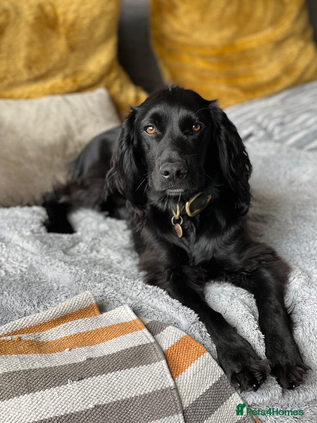 Cockapoo dogs for sale: Exceptional cockapoo pups- 1 Boy, 1 Girl left!! - Image 30