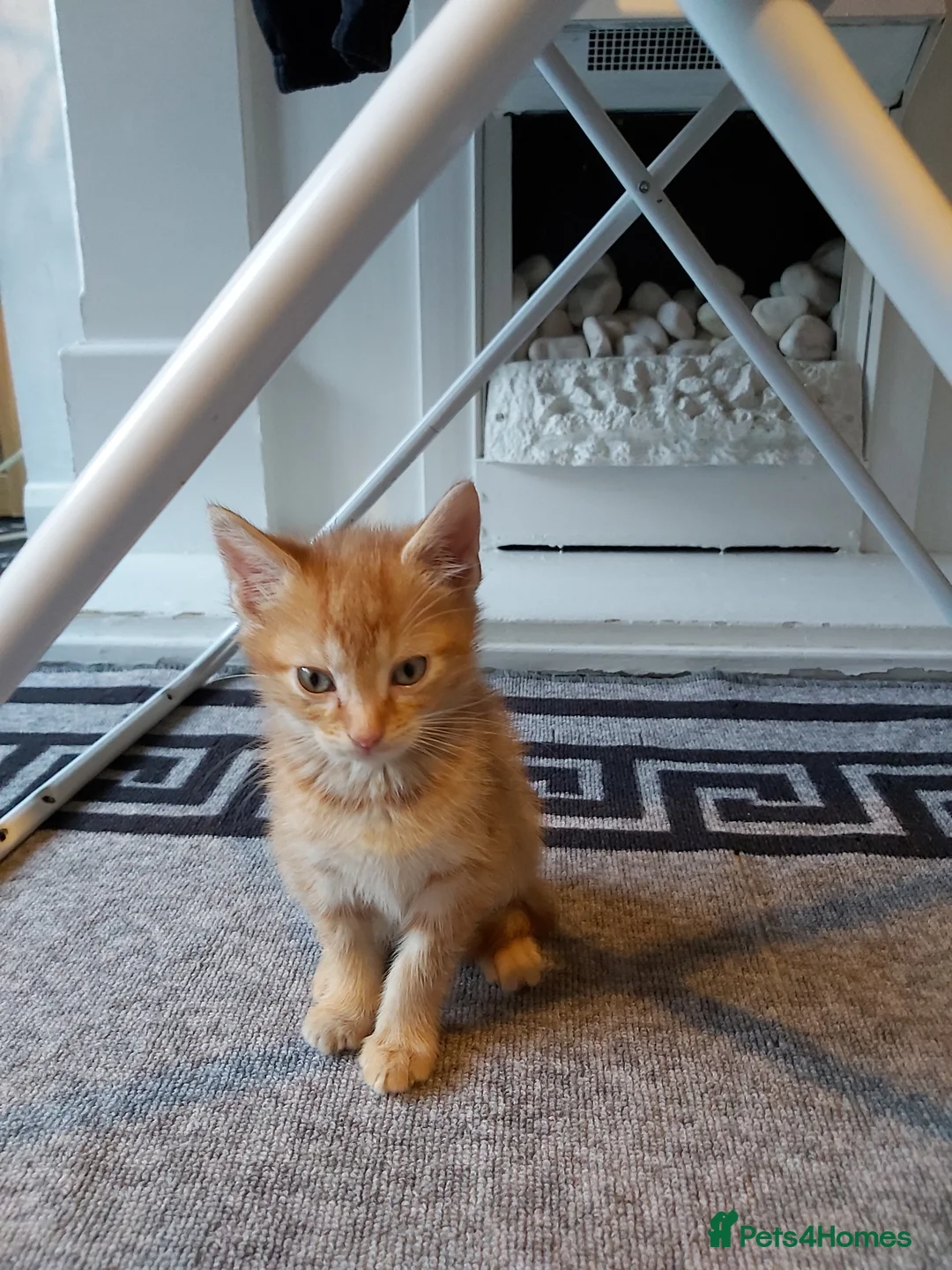 Mixed Breed cats for sale: 4 mixed kittens ready for loving homes - Advert 2