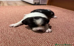Sprollie dogs for sale: 3 beautiful sprollie pups - Image 7