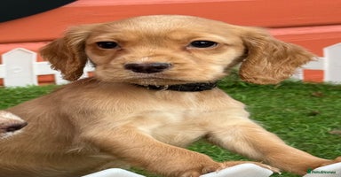 Cocker Spaniel dogs - Advert 6