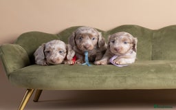 Miniature Dachshund dogs for sale: Miniature ( kaninchen) Long-Haired Dachshund  - Image 2