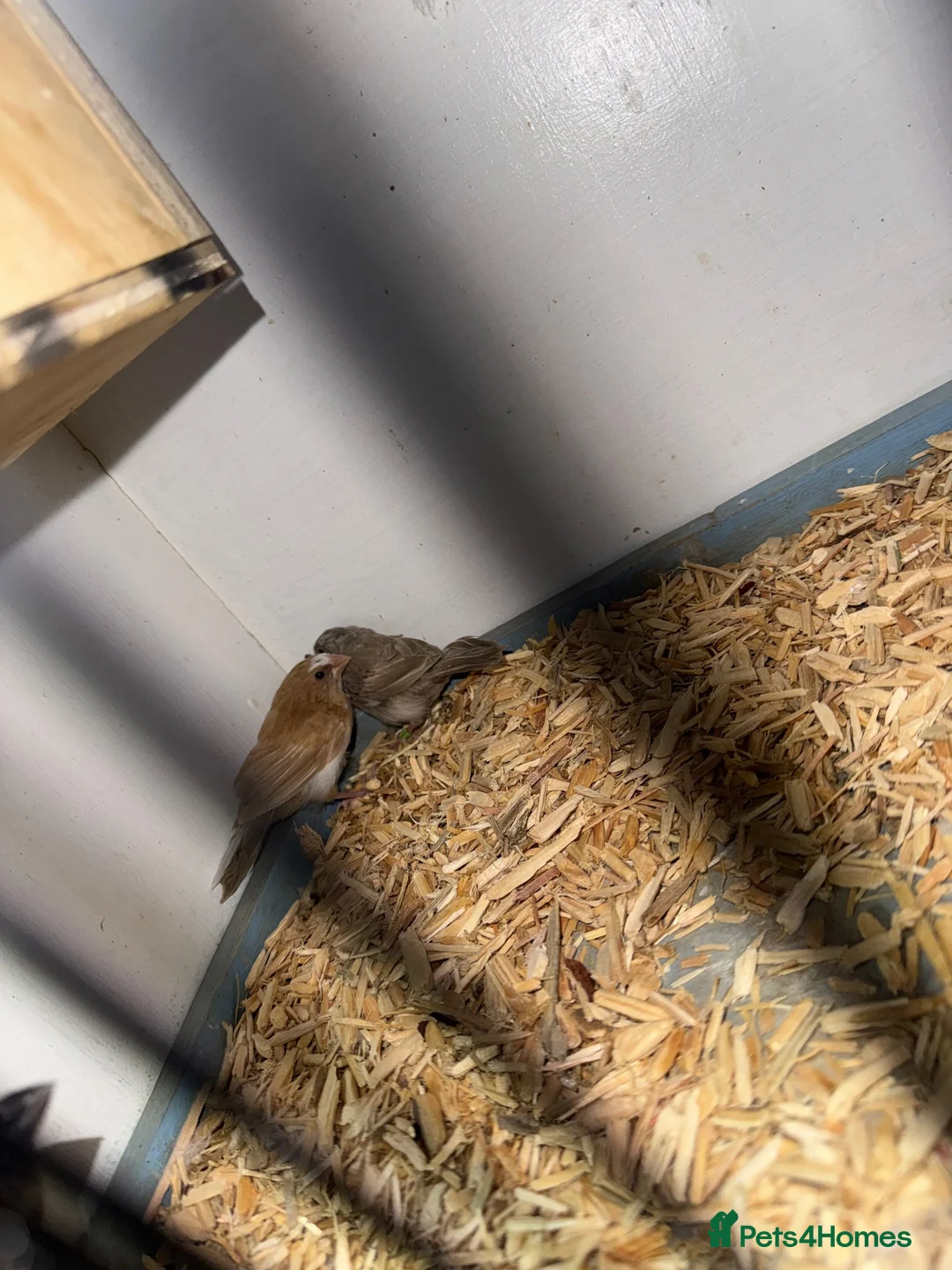 Finches birds for sale: 2026 bengalise finches  - Advert 1