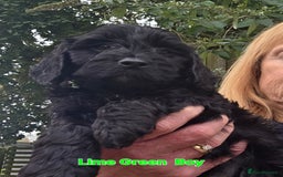 Cockapoo dogs for sale: Gorgeous Cockerpoo Puppies  - Image 3