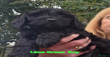 Cockapoo dogs - Advert 6