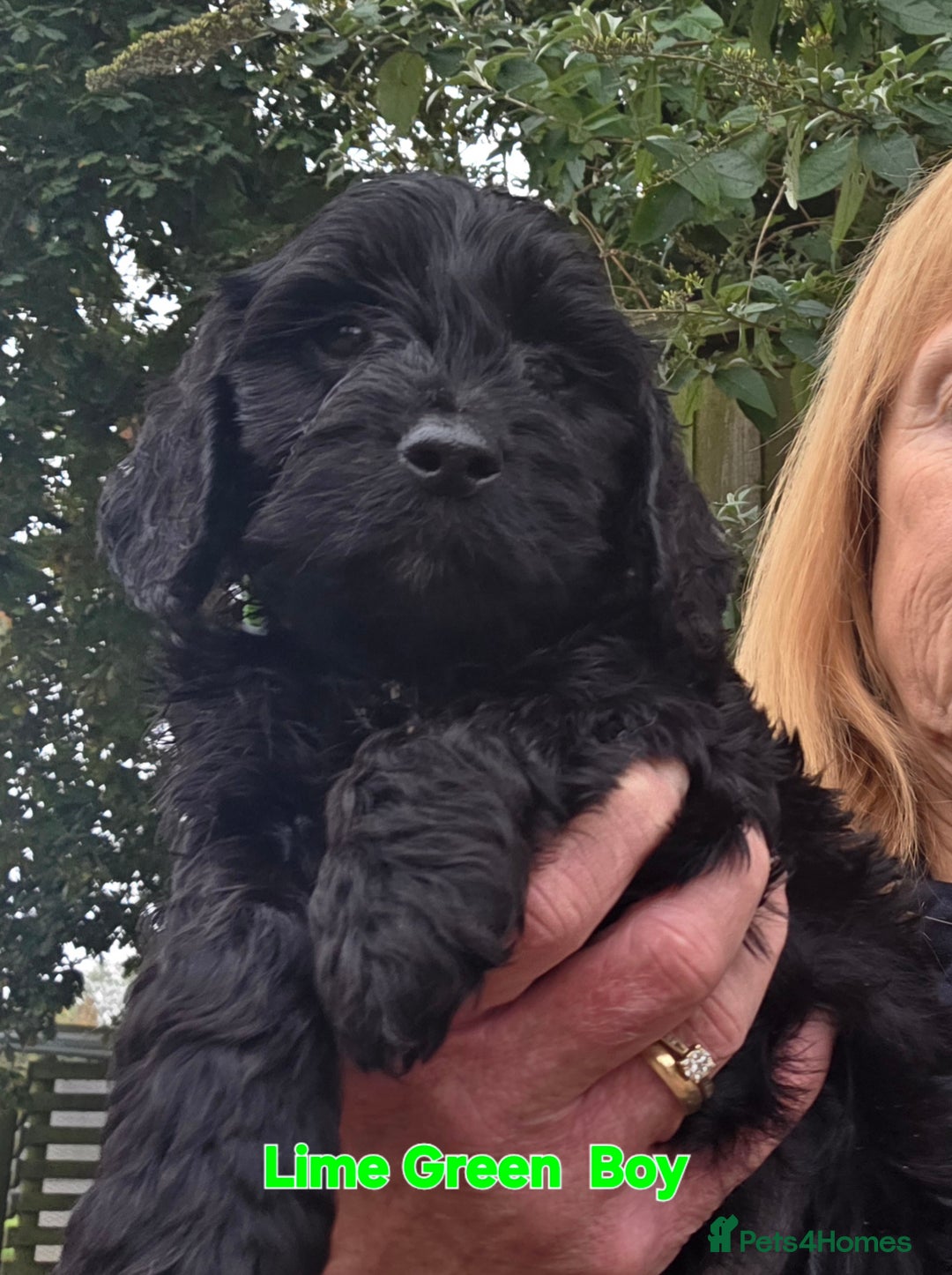 Cockapoo dogs for sale: Gorgeous Cockerpoo Puppies  - Image 3