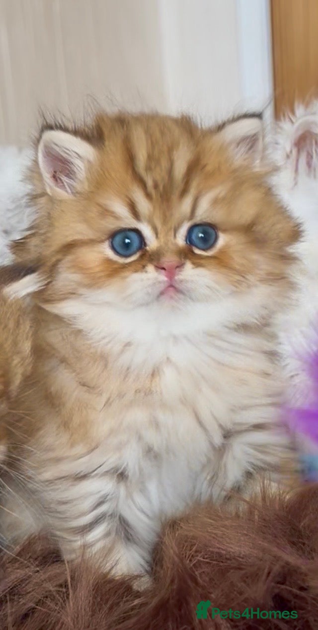 Persian cats Exeptionally Beautiful Chinchilla Persians - Advert 2