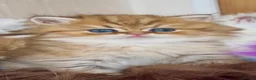 Persian cats for sale: Exeptionally Beautiful Chinchilla Persians - Advert 2