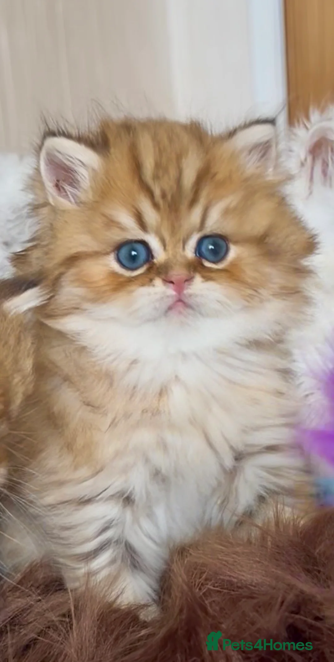 Persian cats for sale: Exeptionally Beautiful Chinchilla Persians - Advert 2
