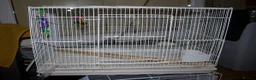 Lovebirds birds for sale: Beautiful Bonded Pair 💙💛 Lovebirds - Advert 16