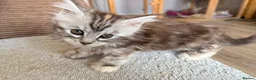Maine Coon cats for sale: Two registered mainecoon kittens (1 poly)  - Advert 29