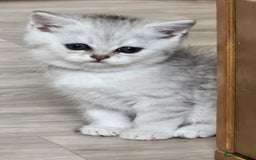 British Shorthair cats for sale: British Shorthair Kittens. Stunning 🩶 Silver - Image 2