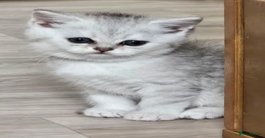 British Shorthair cats - Advert 5