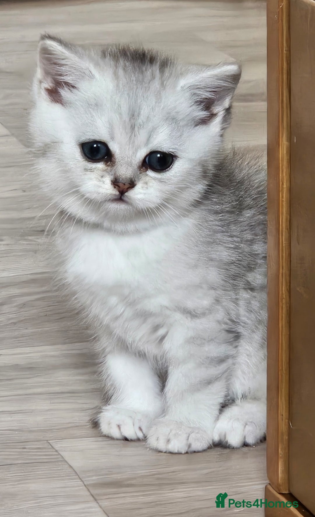British Shorthair cats for sale: British Shorthair Kittens. Stunning 🩶 Silver - Image 2