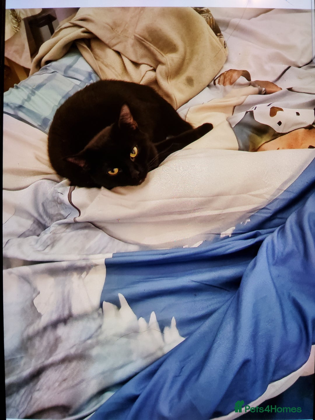 British Shorthair cats for sale: 2 year old black cat - Advert 2