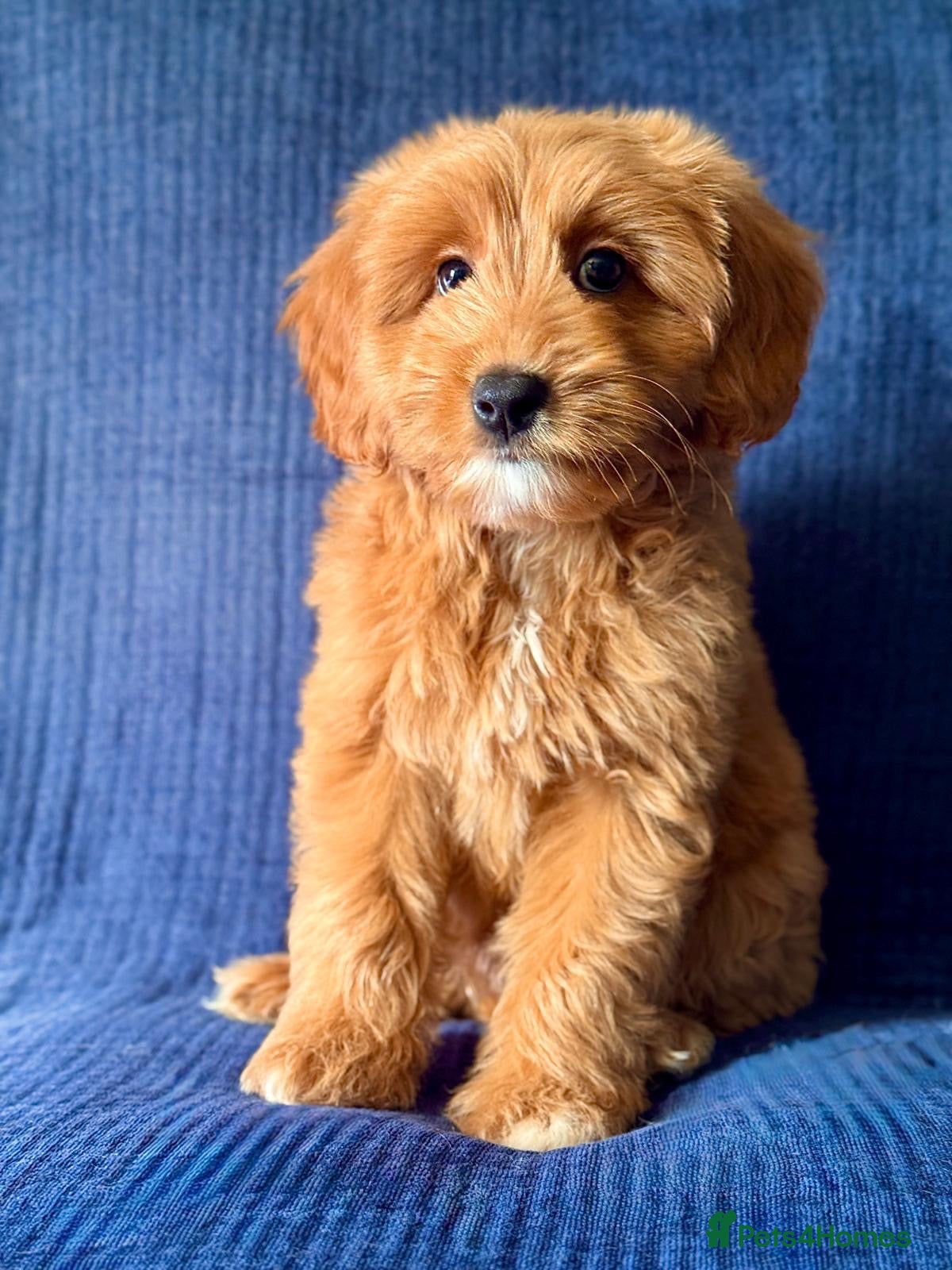 Australian Labradoodle dogs ⭐WALA Australian Labradoodles Last puppy🐶 - Advert 1