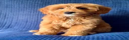 Australian Labradoodle dogs for sale: ⭐WALA Australian Labradoodles Last puppy🐶 - Advert 5