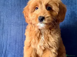 Australian Labradoodle dogs ⭐WALA Australian Labradoodles Last puppy🐶 - Advert 5
