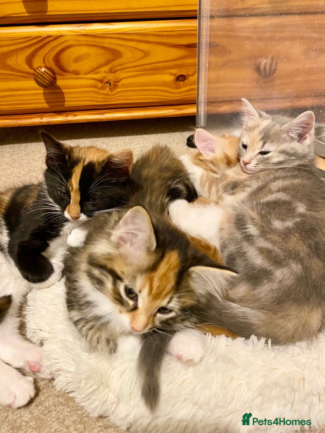 Domestic Shorthair cats for sale: Domestic Shorthair X Ragdoll Cross - Advert 13