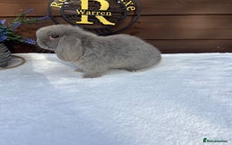 Mini Lop rabbits for sale: Stunning baby lilac Mini lop Buck - Image 3