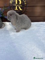 Mini Lop rabbits - Advert 4