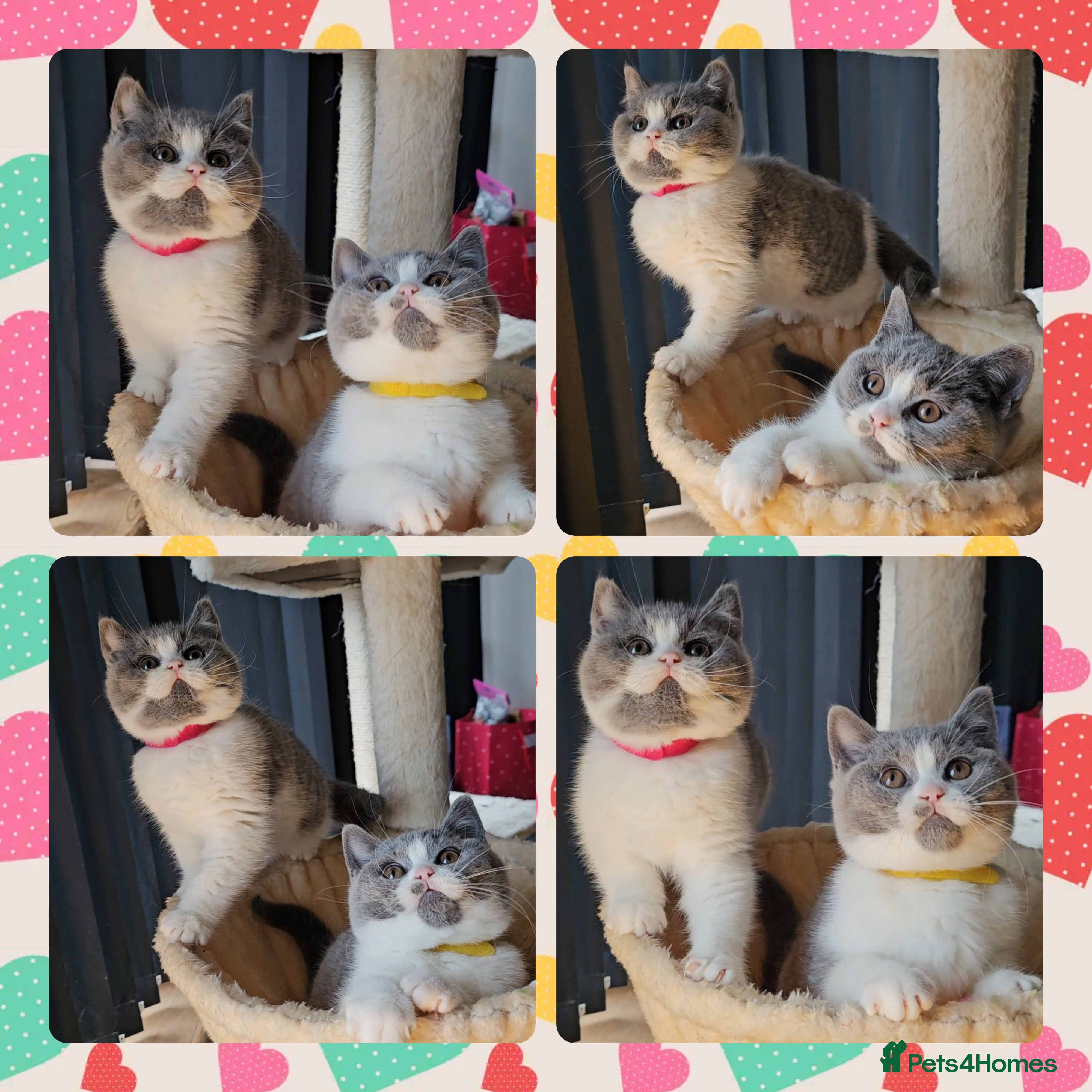 British Shorthair cats 4 perfect british shorthair kittens  - Advert 9