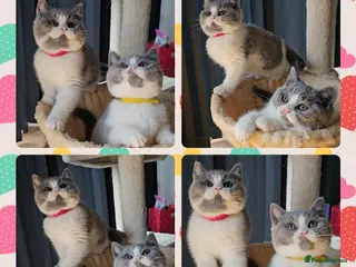 British Shorthair cats 4 perfect british shorthair kittens - Advert 9