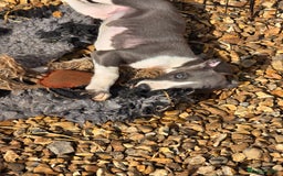 Whippet dogs for sale: Kc reg whippet litter.  male & female available - Image 37