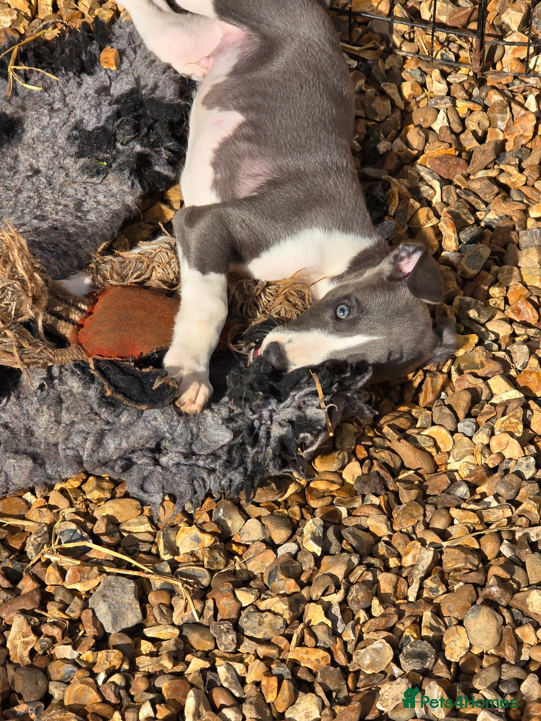 Whippet dogs for sale: Kc reg whippet litter.  male & female available - Image 37
