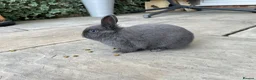 Netherland Dwarf rabbits for sale: Young Netherland Dwarf (Luna) looking for a home  - Advert 5
