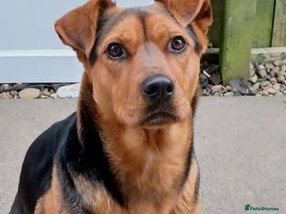 Mixed Breed dogs Steph – 6 years old, Female, Mixed Breed - Advert 1