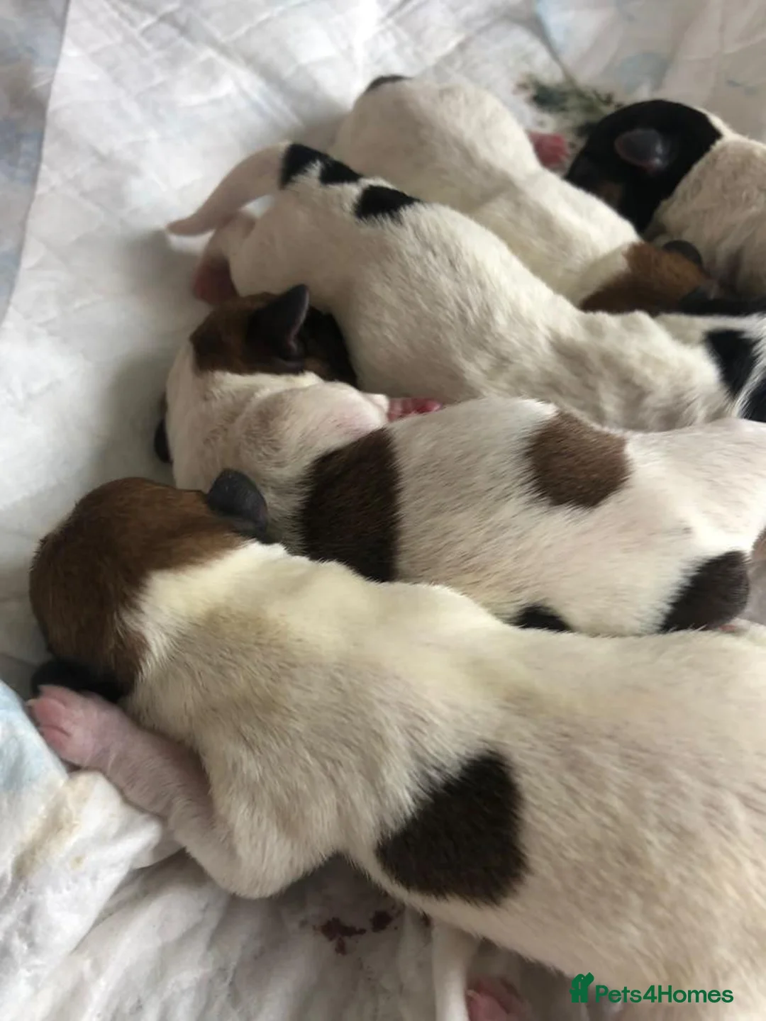 Jack Russell dogs for stud: Ronnie the jack russell for stud only.  in Stone - Advert 11