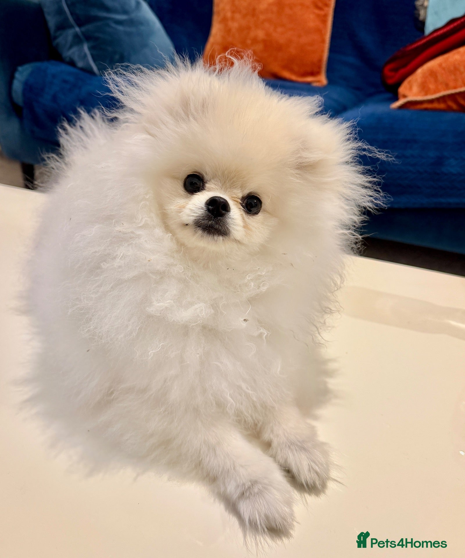 Pomeranian dogs for sale: 🌹Stunning KC white fluffy boy for a loving home🌹 - Advert 1