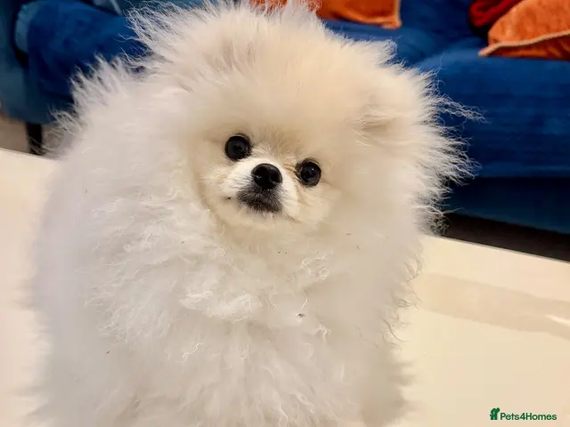 Pomeranian dogs for sale: 🌹Stunning KC white fluffy boy for a loving home🌹 - Advert 1