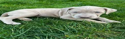 Mixed Breed dogs for sale: Cane corso x puppies  - Advert 6