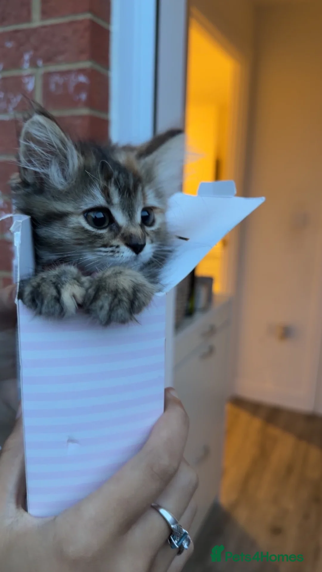 Mixed Breed cats for sale: Stunning long haired female kitten  - Advert 4
