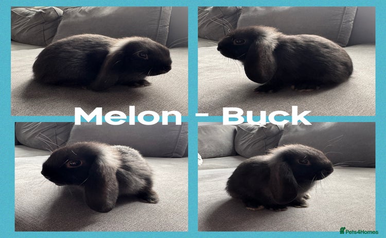 Mini Lop rabbits - Advert 19