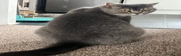 British Shorthair cats for sale: GCCF Imperial Grand Champion Parent & Grandparent in Deeside - Advert 7